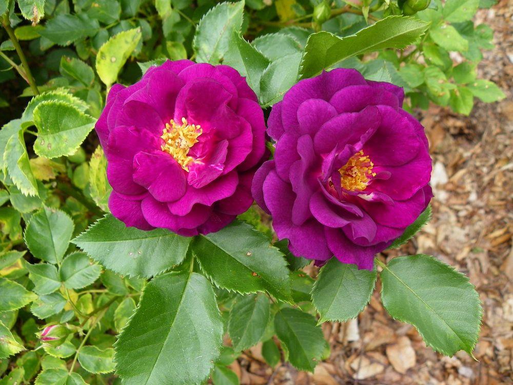 Photo of Rose (Rosa 'Midnight Blue') uploaded by Newyorkrita