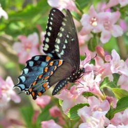 Location: My Place
Date: May 21-2007
#Butterflies & #Hummingbirds Love This Plant #Pollination