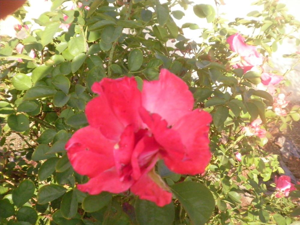 Photo of Rose (Rosa 'Colorific') uploaded by abigail