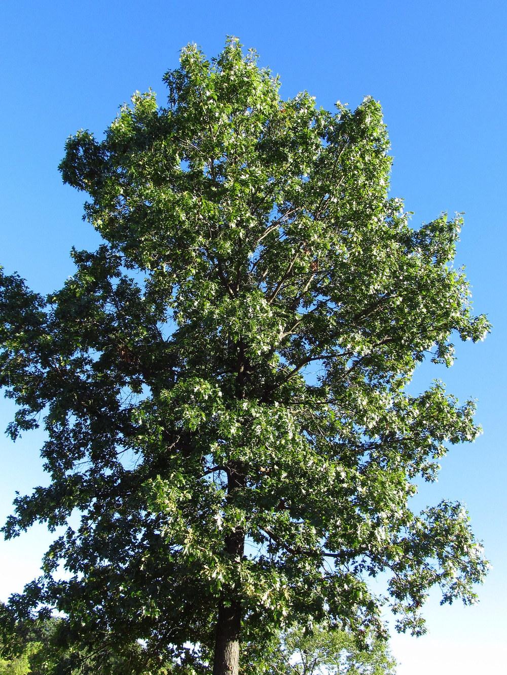Photo of Scarlet Oak (Quercus coccinea) uploaded by jmorth