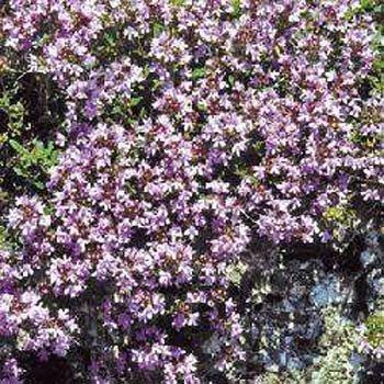 Photo of Creeping Thyme (Thymus serpyllum) uploaded by vic