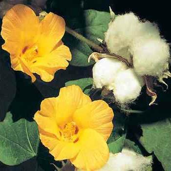 Photo of Levant Cotton (Gossypium herbaceum) uploaded by vic