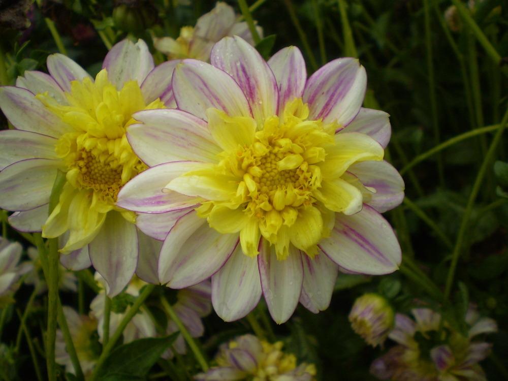 Photo of Anemone Flowered Dahlia (Dahlia 'Boogie Woogie') uploaded by Greyghost