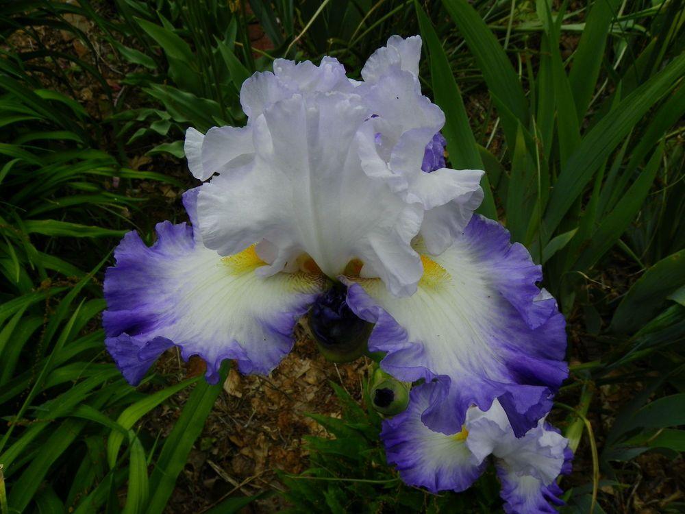 Photo of Tall Bearded Iris (Iris 'Pursuit of Happiness') uploaded by Newyorkrita