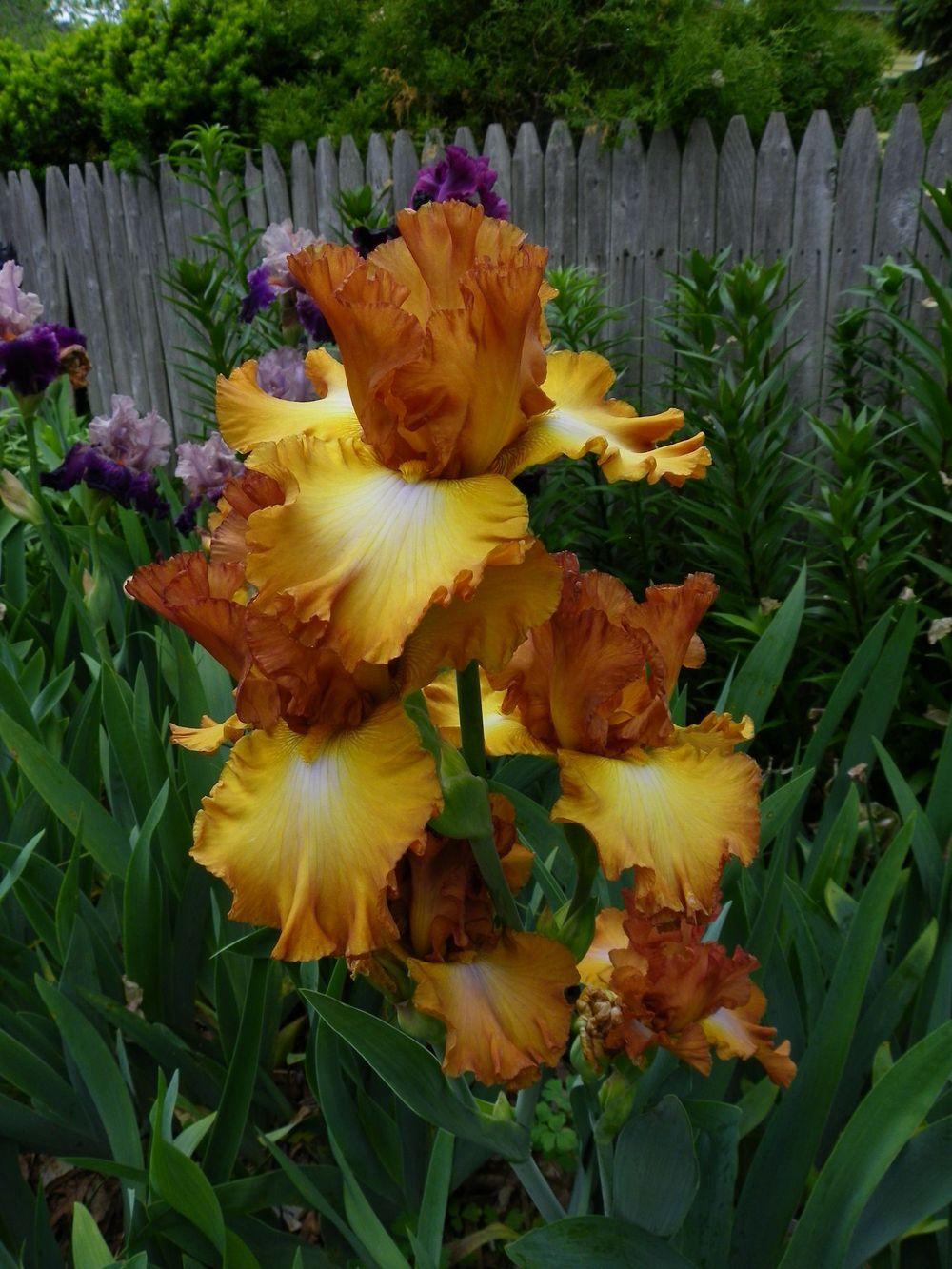 Photo of Irises (Iris) uploaded by Newyorkrita