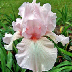 Location: My Gardens
Date: May 25, 2007
An Outstanding Iris From An Outstanding Hybridizer