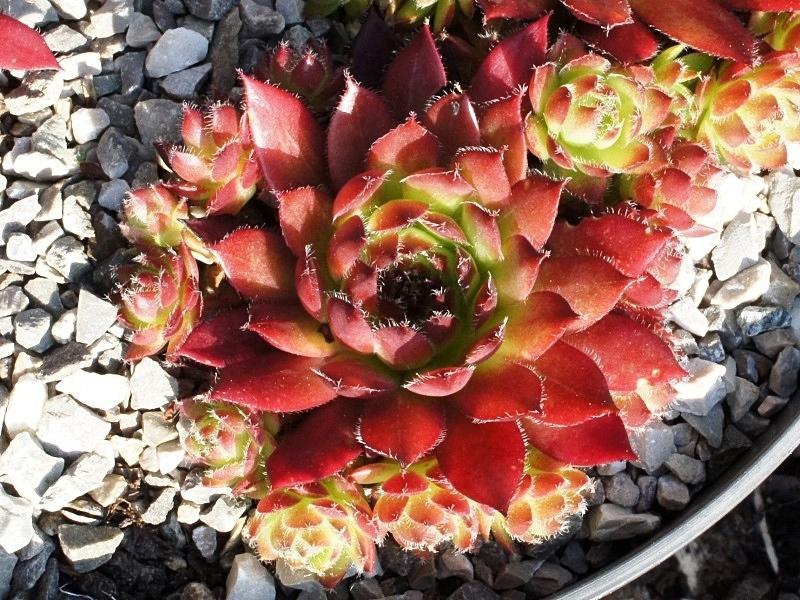 Photo of Hen and Chicks (Sempervivum 'Caro') uploaded by banker07