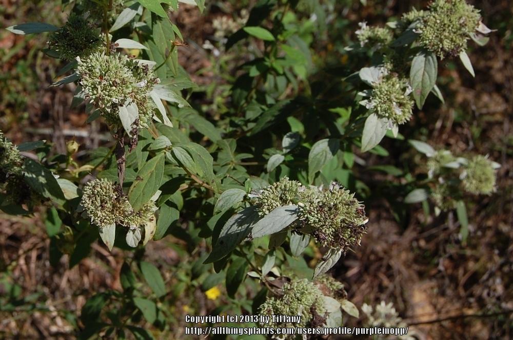 Photo of Hoary Mountain Mint (Pycnanthemum incanum) uploaded by purpleinopp
