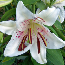 Location: My Gardens
Date: July 18, 2008
Freshly Opened Bloom