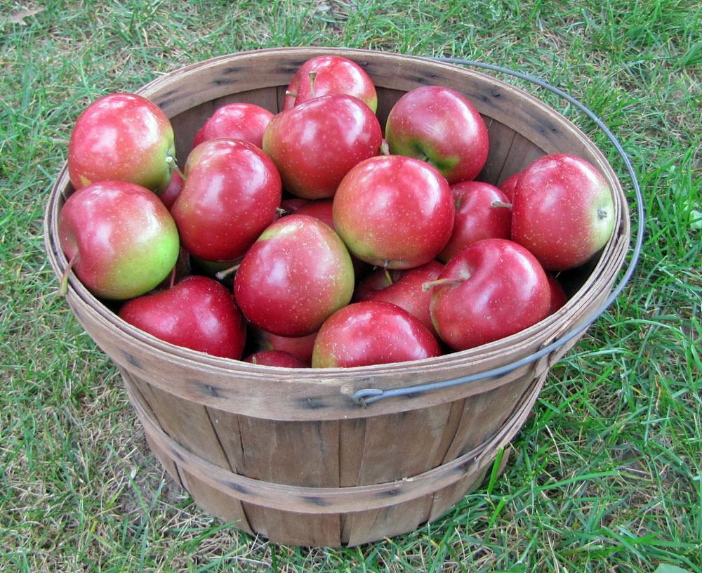 Photo of Apple (Malus domestica 'Red Rome') uploaded by TBGDN