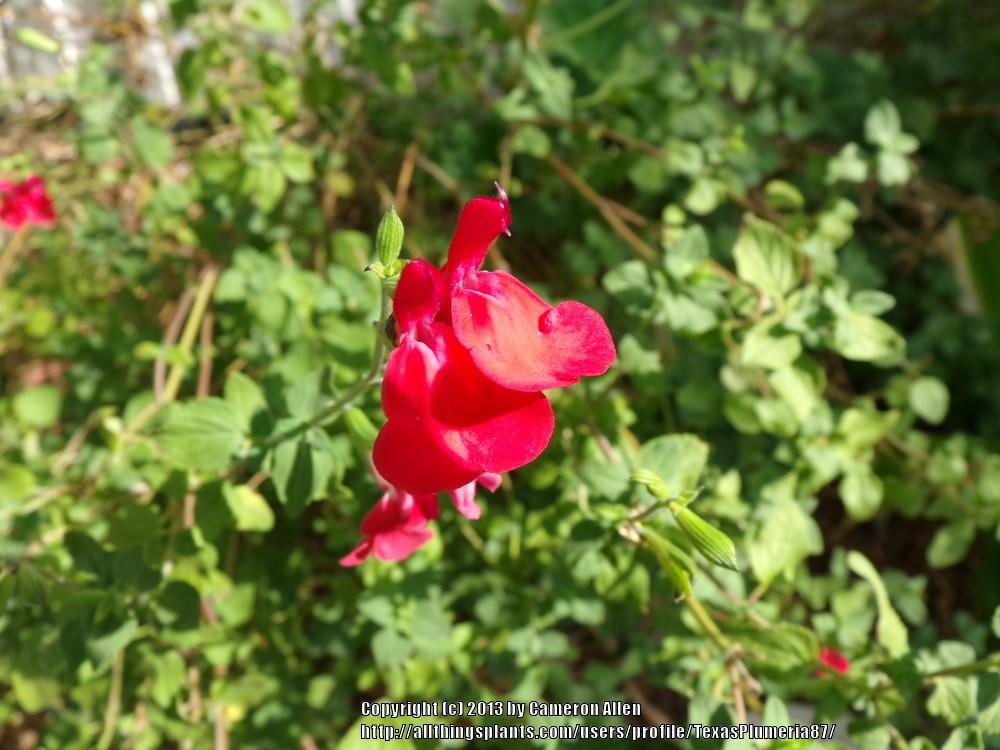Photo of Salvias (Salvia) uploaded by TexasPlumeria87