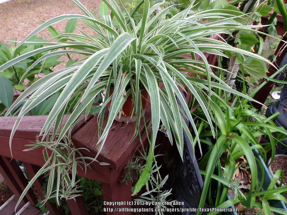 Photo of Spider Plant (Chlorophytum comosum 'Variegatum') uploaded by TexasPlumeria87