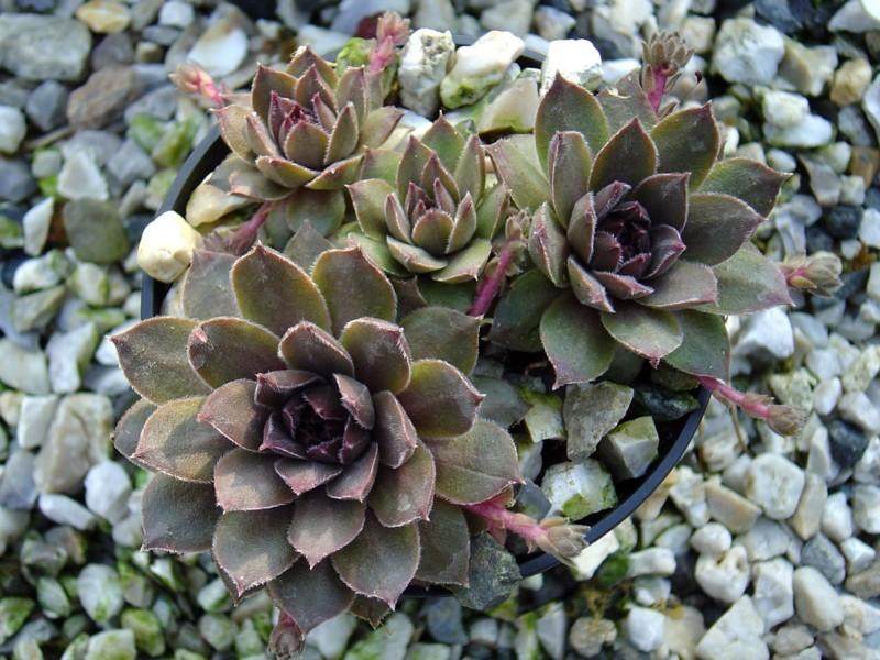Photo of Hen and Chicks (Sempervivum 'Baby Blush') uploaded by banker07