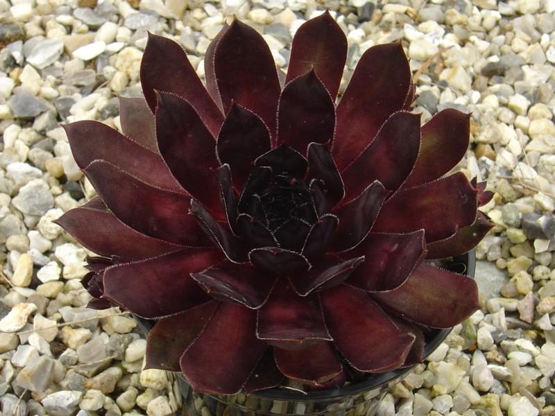 Photo of Hen and Chicks (Sempervivum 'Ace of Spades') uploaded by banker07