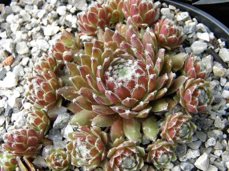 Photo of Hen and Chicks (Sempervivum 'Cherry Frost') uploaded by banker07