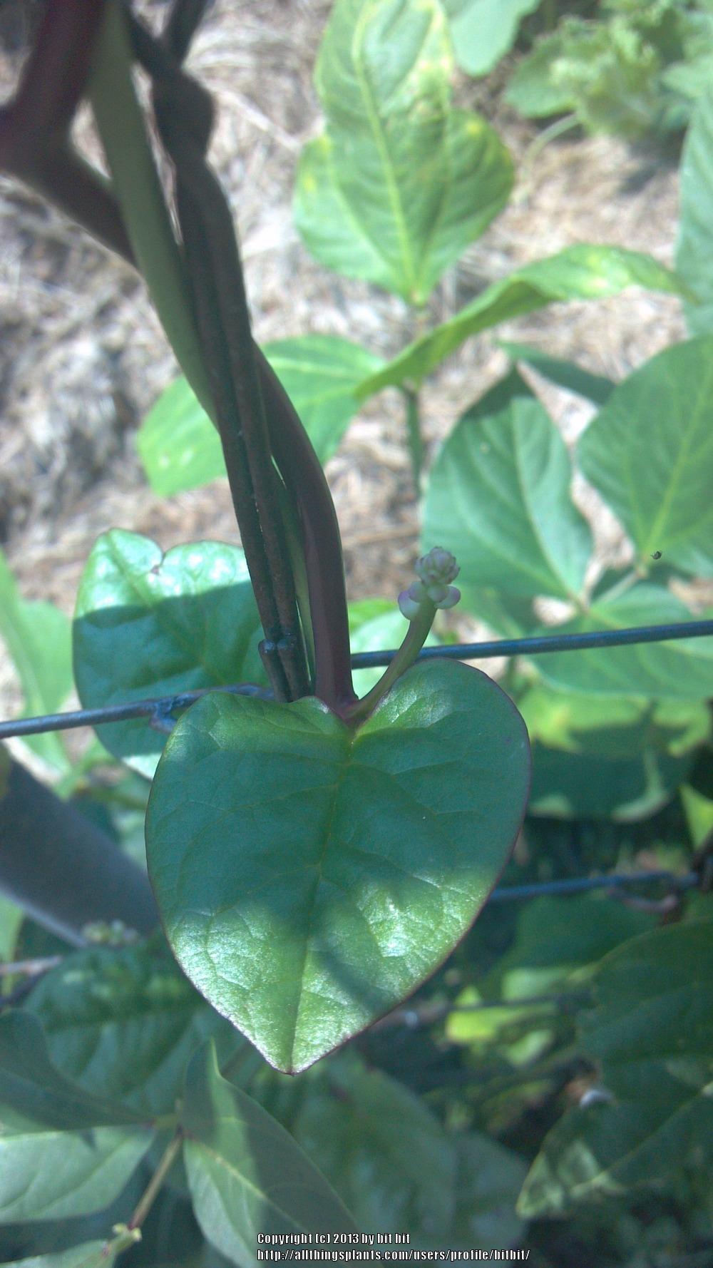 Photo of Malabar Spinach (Basella alba 'Rubra') uploaded by bitbit