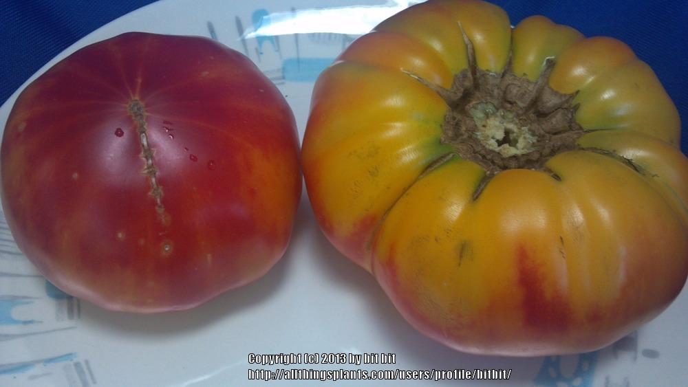 Photo of Tomato (Solanum lycopersicum 'Virginia Sweets') uploaded by bitbit