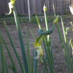 Location: Norfolk, VA (USDA zone 8a)
Date: 2012-04-16
Egyptian walking onion - Allium cepa var. proliferum