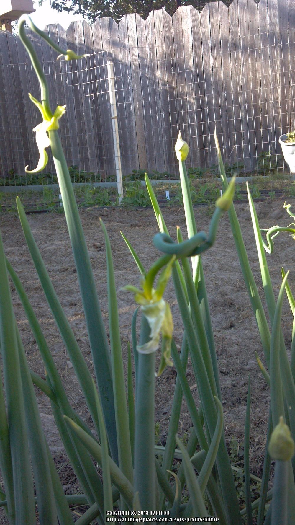 Photo of Onions (Allium cepa) uploaded by bitbit