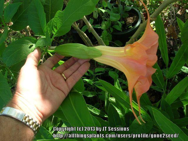 Photo of Angel's Trumpet (Brugmansia 'Sarah S') uploaded by gone2seed