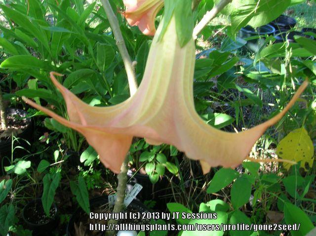 Photo of Angel's Trumpet (Brugmansia 'Sarah S') uploaded by gone2seed