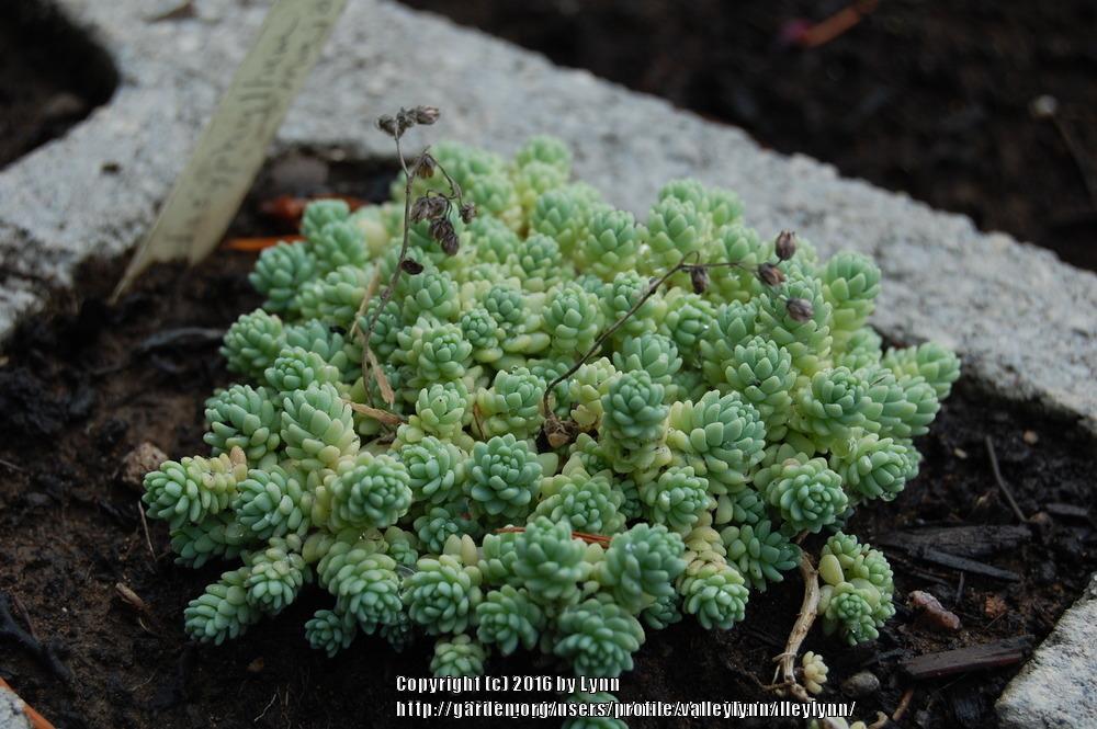 Photo of Corsican Stonecrop (Sedum dasyphyllum 'Major') uploaded by valleylynn