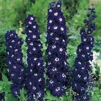 Photo of Delphinium 'King Arthur' uploaded by vic
