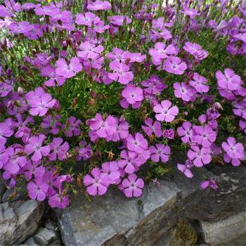 Photo of Amur Pink (Dianthus chinensis 'Siberian Blues') uploaded by vic