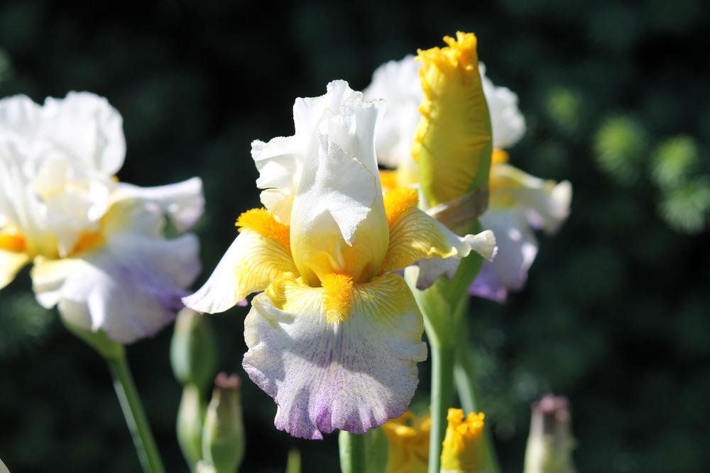 Photo of Tall Bearded Iris (Iris 'Arctic Burst') uploaded by ARUBA1334