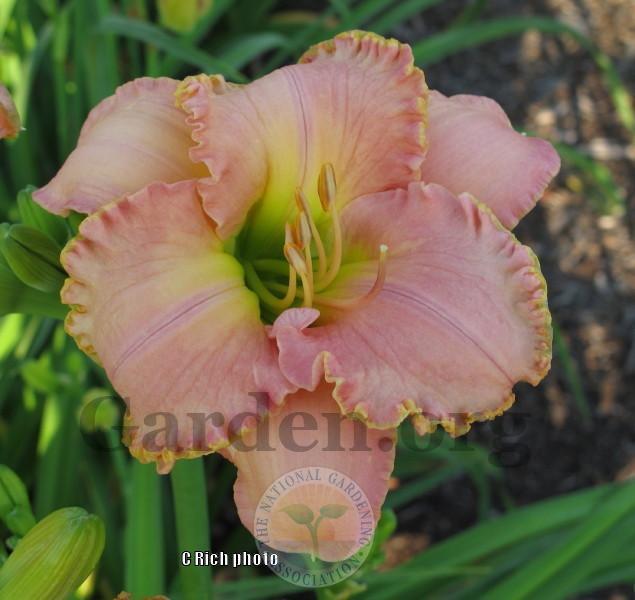 Photo of Daylily (Hemerocallis 'My Place or Yours') uploaded by Char