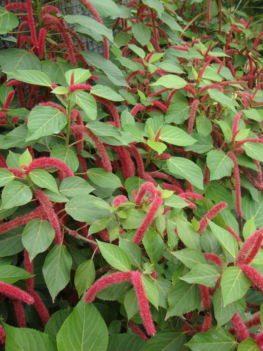 Photo of Chenille Plant (Acalypha hispida) uploaded by Paul2032