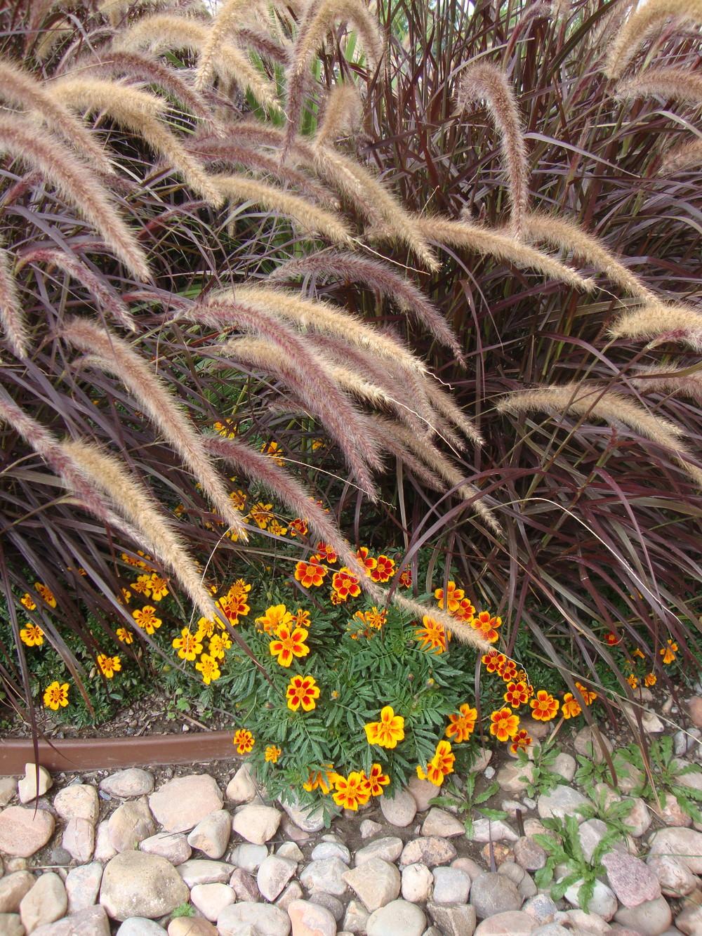 Photo of Purple Fountain Grass (Cenchrus setaceus 'Rubrum') uploaded by Paul2032