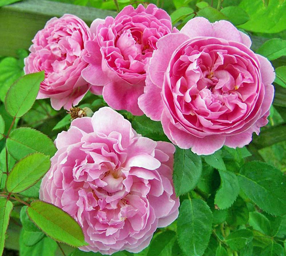 Photo of Rose (Rosa 'Mary Rose') uploaded by TBGDN