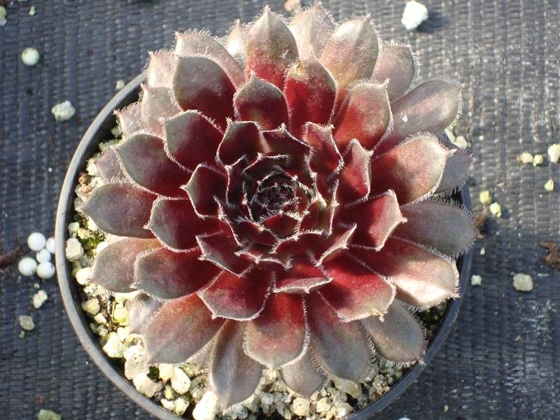 Photo of Hen and Chicks (Sempervivum 'Dypsy') uploaded by banker07