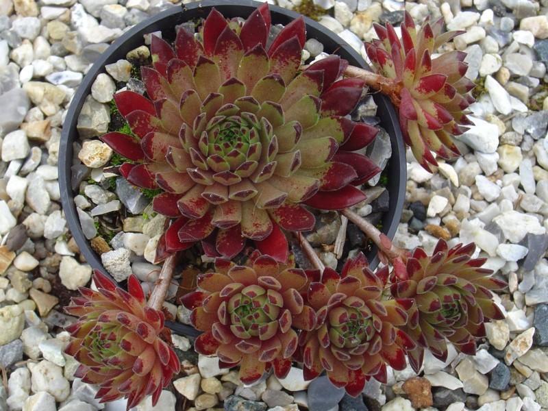 Photo of Hen and Chicks (Sempervivum 'Devils Touch') uploaded by banker07
