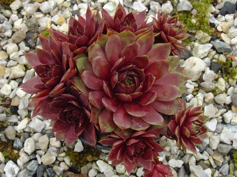 Photo of Hen and Chicks (Sempervivum 'Dippy Dame') uploaded by banker07