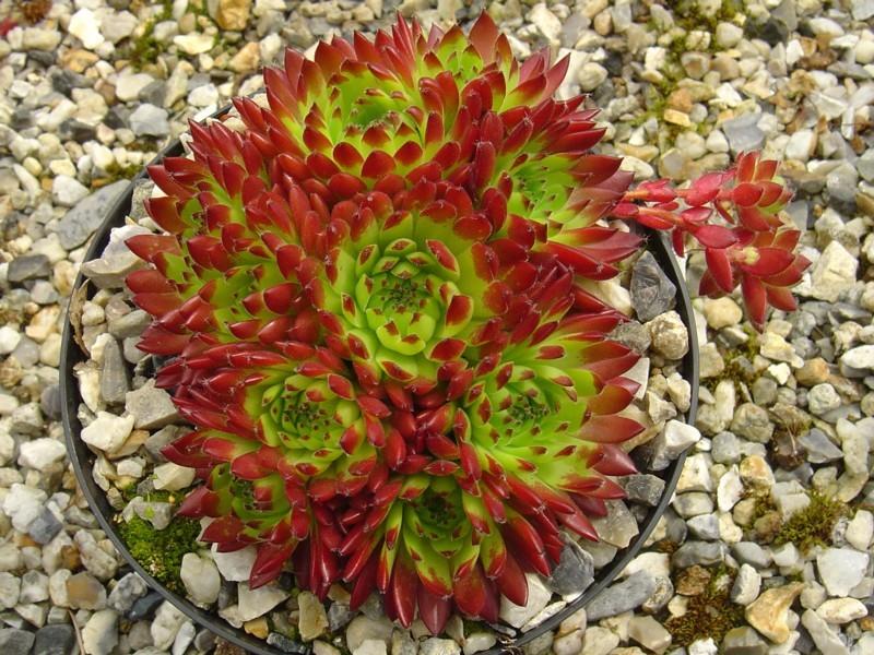 Photo of Hen and Chicks (Sempervivum 'Bright Spark') uploaded by banker07