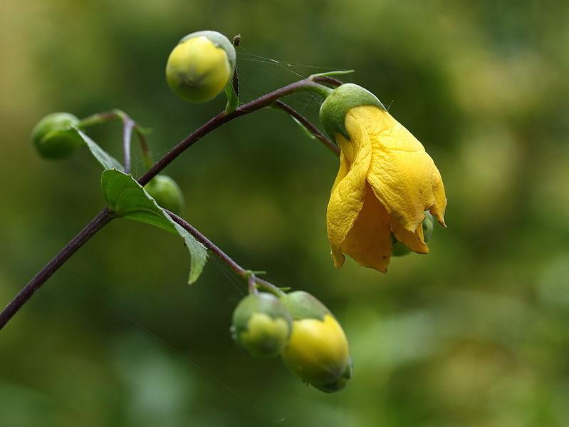 Photo of Yellow Wax Bells (Kirengeshoma palmata) uploaded by robertduval14