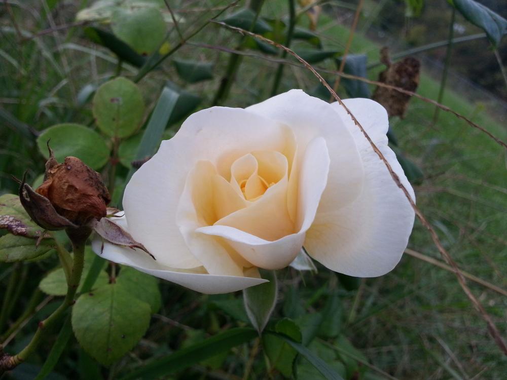 Photo of Rose (Rosa 'Diane Grace') uploaded by TammyB