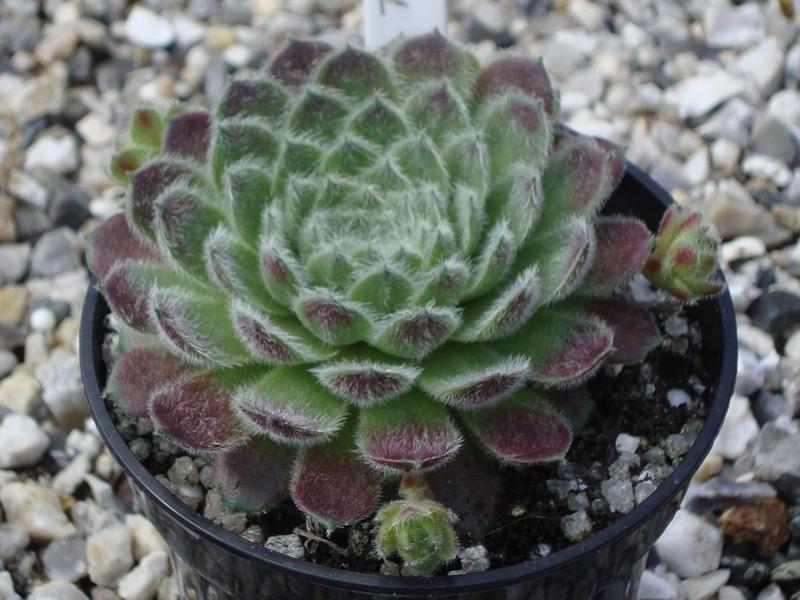 Photo of Hen and Chicks (Sempervivum 'Gwenfyl') uploaded by banker07
