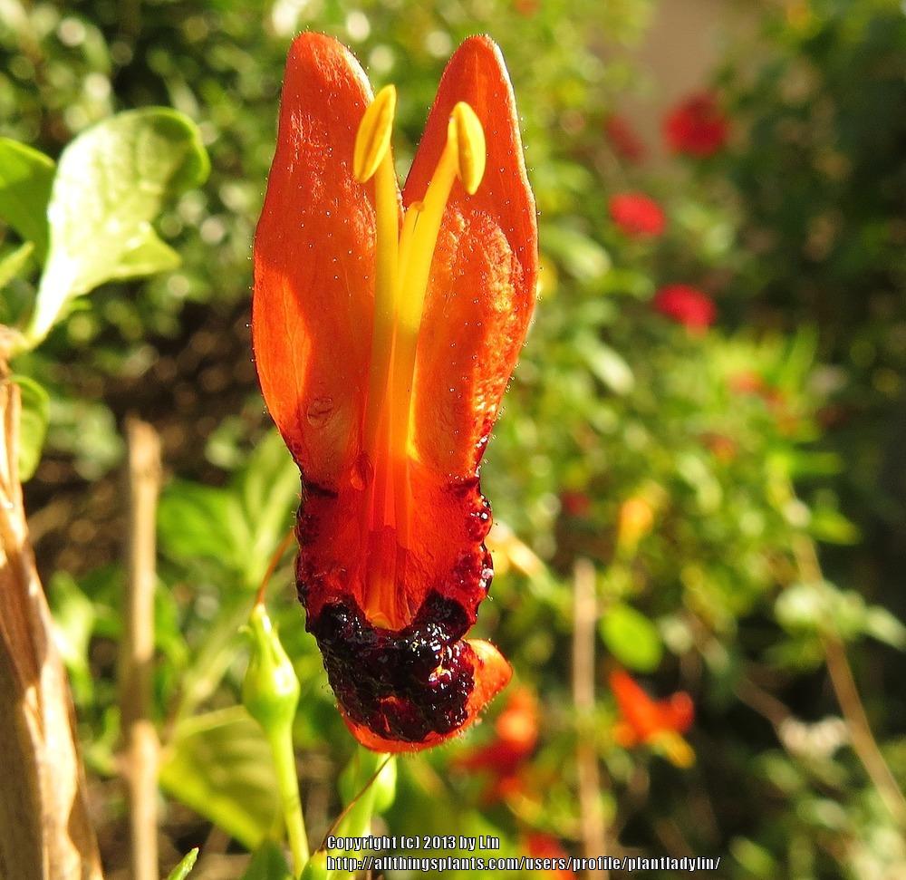 Photo of Hummingbird Plant (Ruttya fruticosa) uploaded by plantladylin