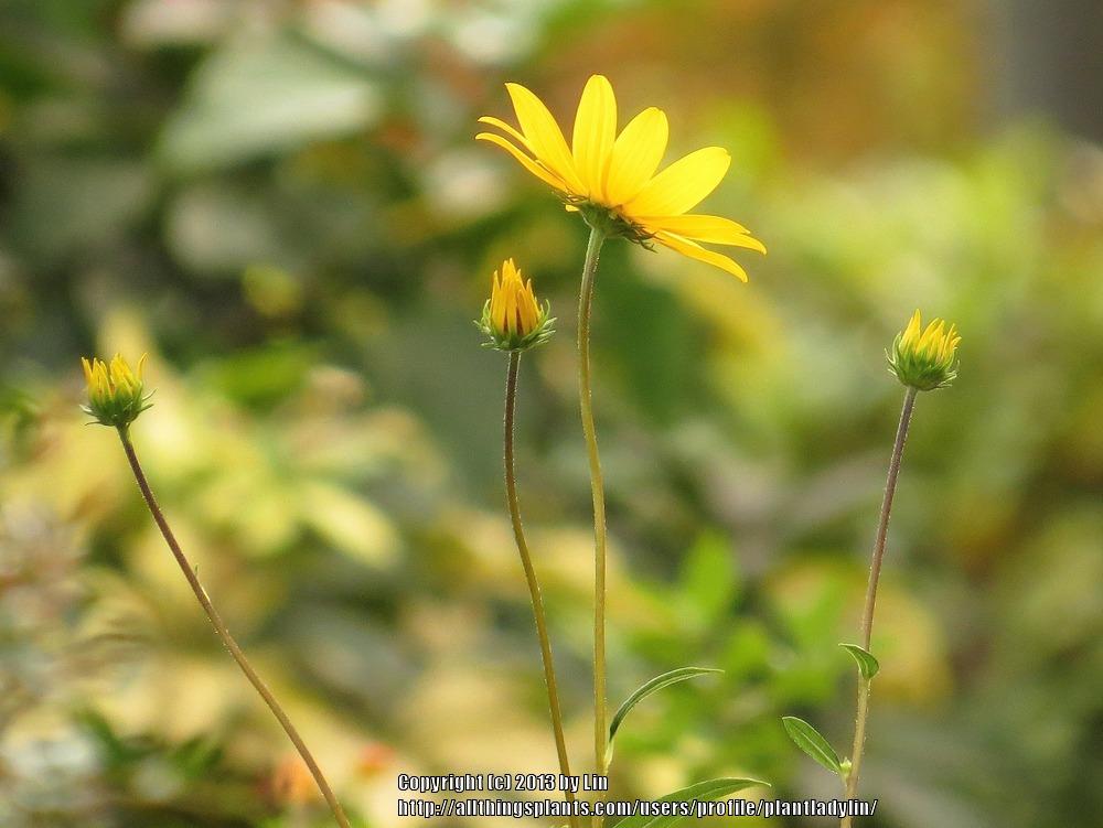 Photo of Swamp Sunflower (Helianthus angustifolius) uploaded by plantladylin