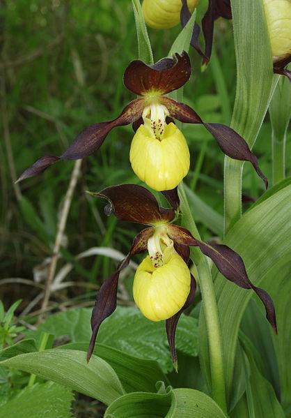 Photo of Yellow Lady's Slipper Orchid (Cypripedium calceolus) uploaded by robertduval14