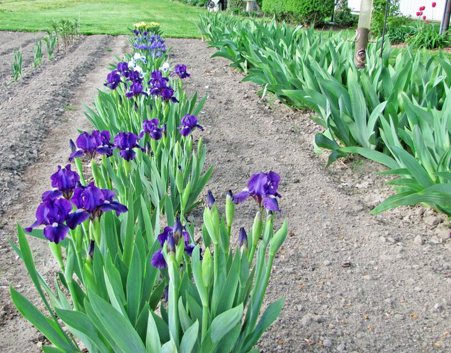 Photo of Irises (Iris) uploaded by TBGDN