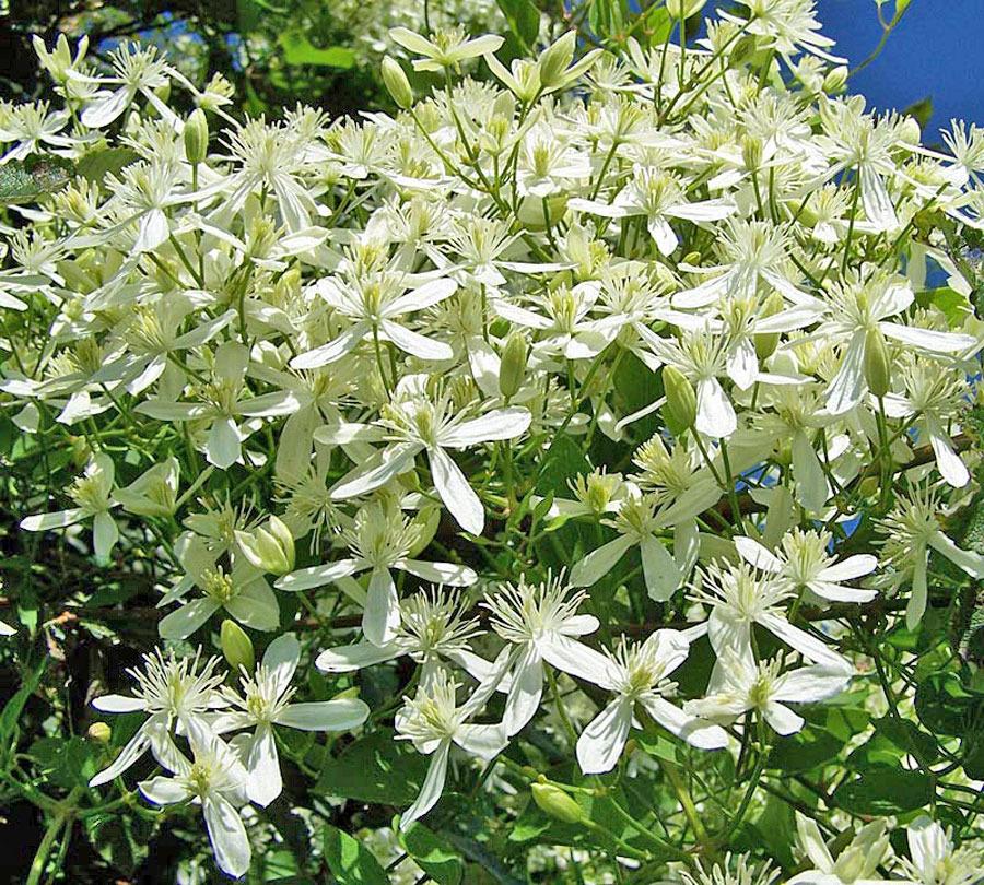 Photo of Sweet Autumn Clematis (Clematis terniflora) uploaded by TBGDN