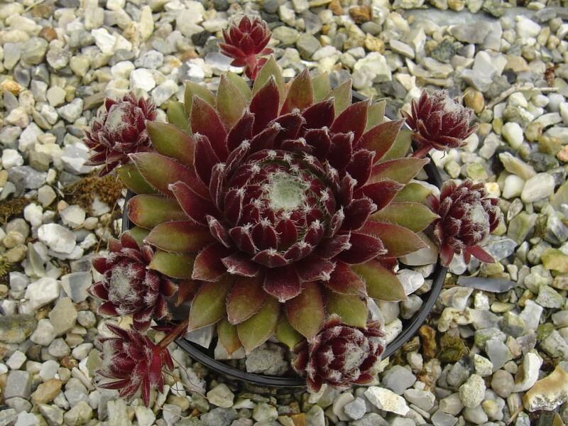 Photo of Hen and Chicks (Sempervivum 'In a Twirl') uploaded by banker07