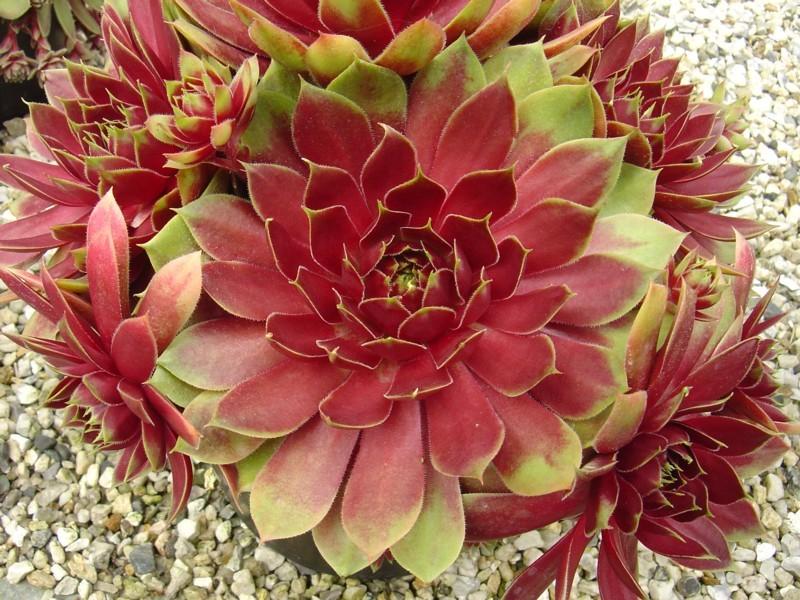 Photo of Hen and Chicks (Sempervivum 'Kings Jester') uploaded by banker07