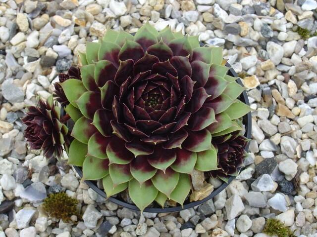 Photo of Hen and Chicks (Sempervivum 'Hearts Desire') uploaded by banker07
