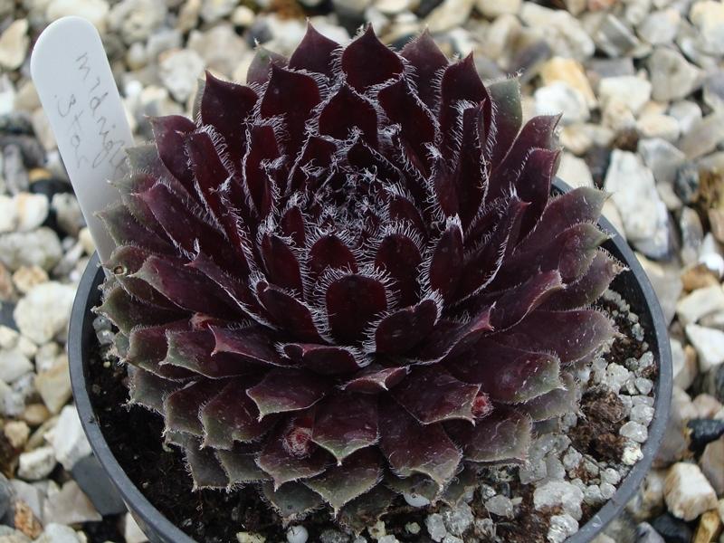 Photo of Hen and Chicks (Sempervivum 'Midnight Star') uploaded by banker07