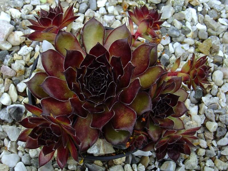 Photo of Hen and Chicks (Sempervivum 'Midnight Melody') uploaded by banker07